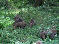Baboons at Arusha National Park